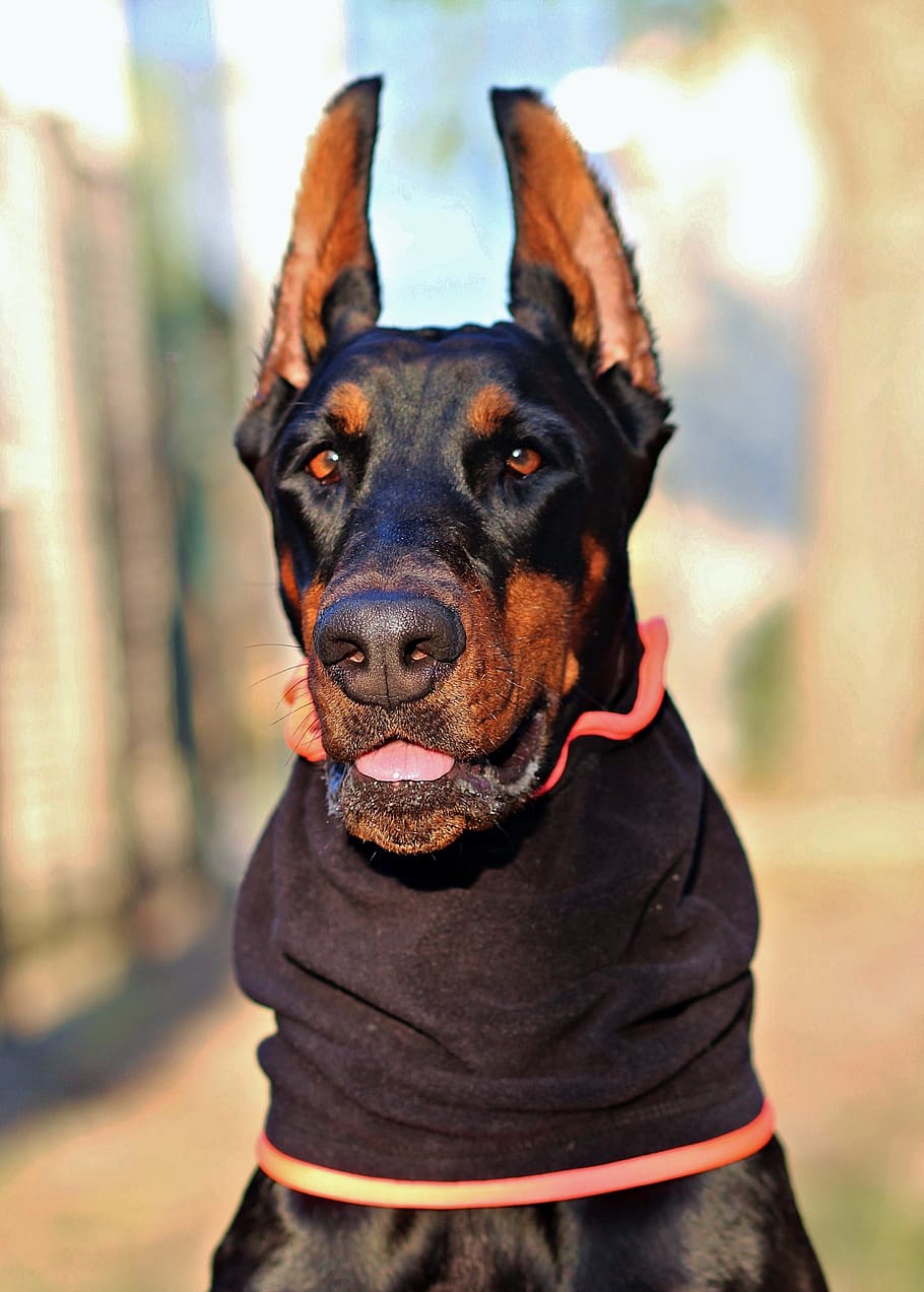 doberman, dog, head, scarf, beautiful, porté, domestic, domestic animals HD wallpaper
