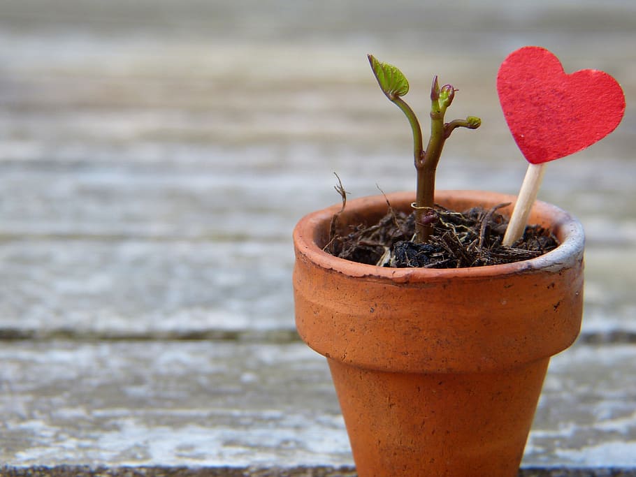 red heart on stick stumped on plant pot, flowerpot, engine HD wallpaper