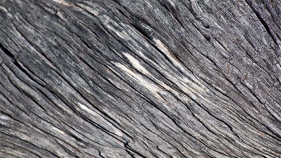 Trunk, Tree, Dry, Nature, Forest, texture, wood - Material HD wallpaper