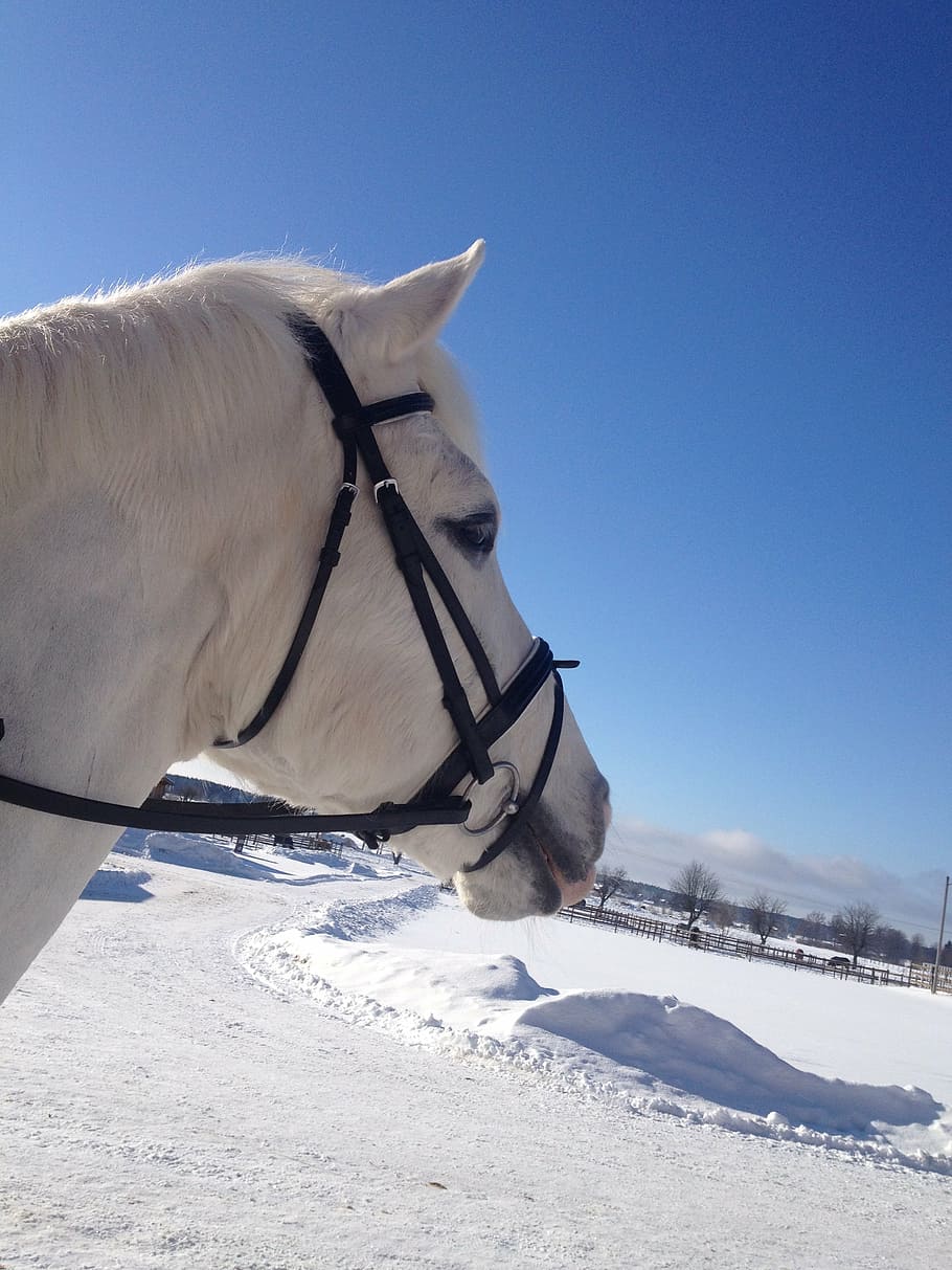 horse, winter, nature, snow, cold temperature, vertebrate, animal HD wallpaper