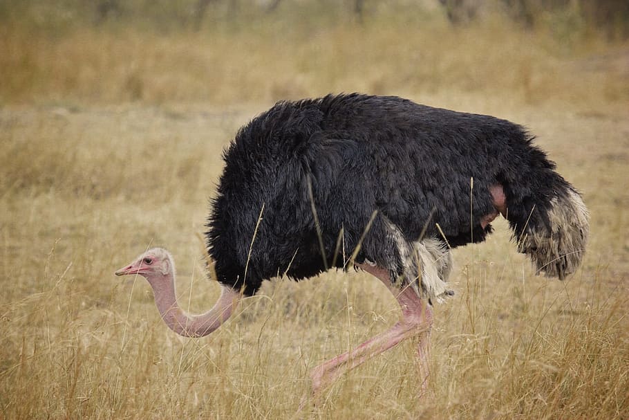 ostrich, bird, africa, south africa, wild, nature, wildlife