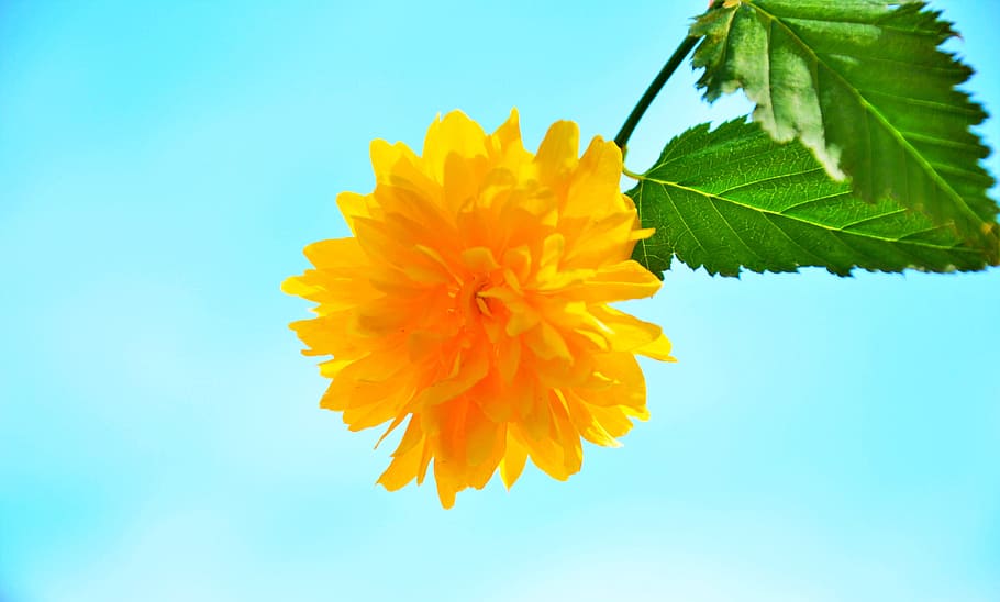 Yellow, Flower, Spring, Sunshine, yellow flower, blue, close-up HD wallpaper