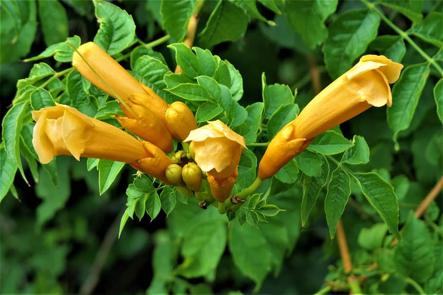 Flowers, Wild, Yellow, Buds, trumpet vine, green color, food and drink