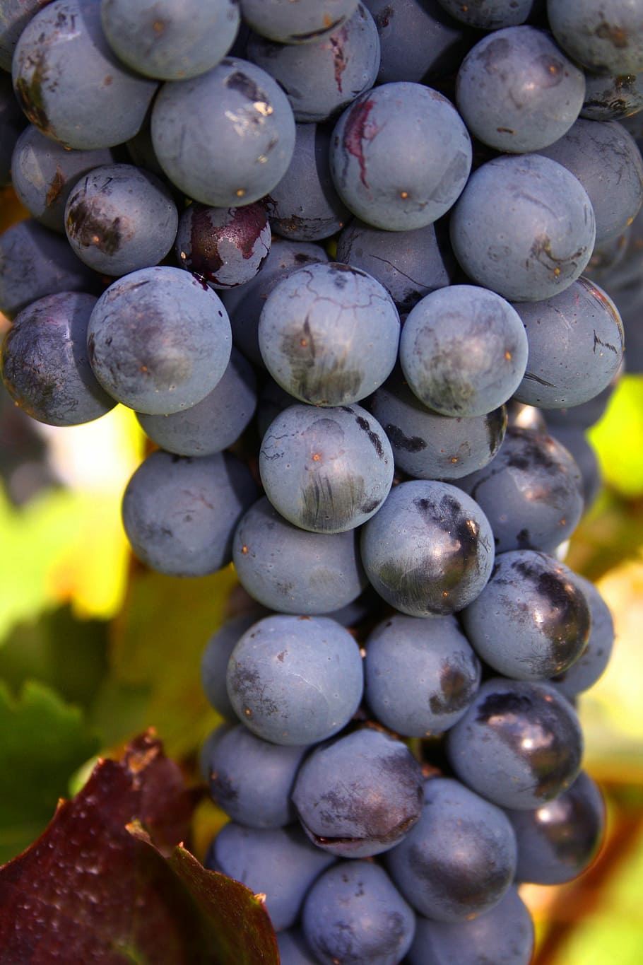 grapes, bunch, fruit, vine, ripe, leaf, harvest, growth, tasty HD wallpaper