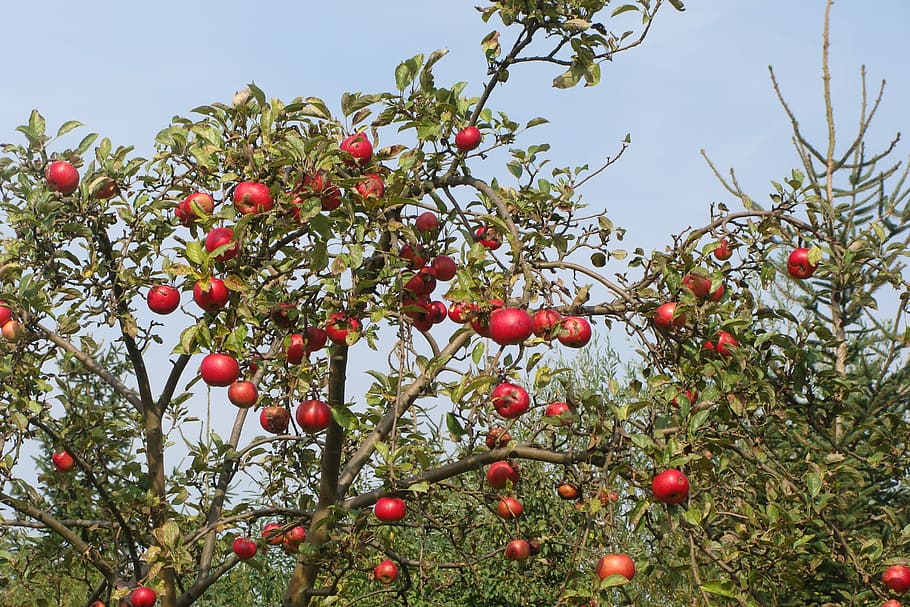 Fruit Tree, Apple Tree, autumn, juicy, food, ripe, healthy, HD wallpaper