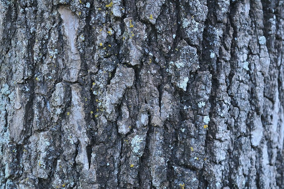Oak, Wood, Texture, Bark, Tree Trunk, textured, no people, full frame HD wallpaper