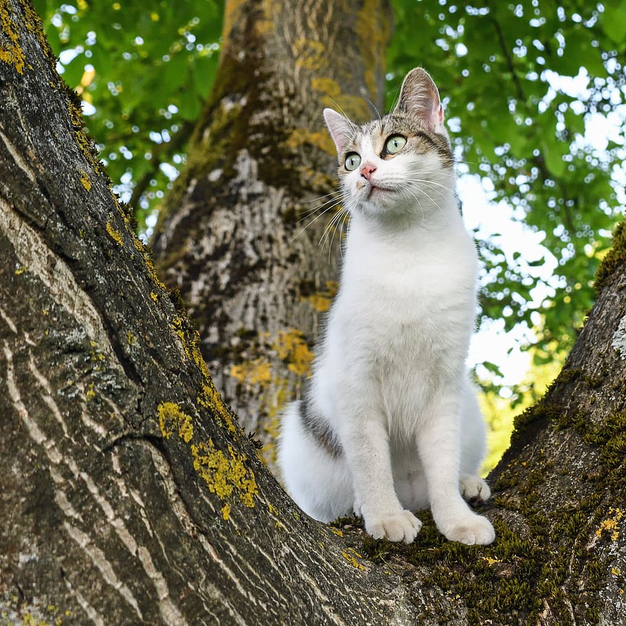 short-furred white and gray cat sitting on brown tree during daytime HD wallpaper