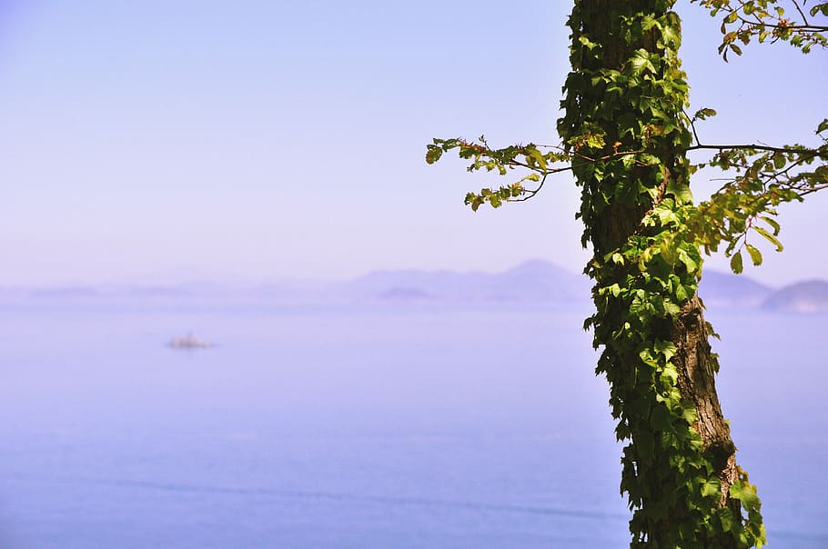 tree, leaves, ocean, sea, water, nature, sky, blue, summer HD wallpaper