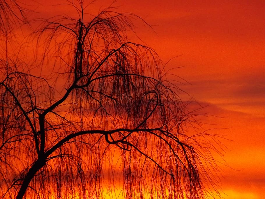 willow, sunset, sky, cloud, tree, red, fire, in the evening HD wallpaper