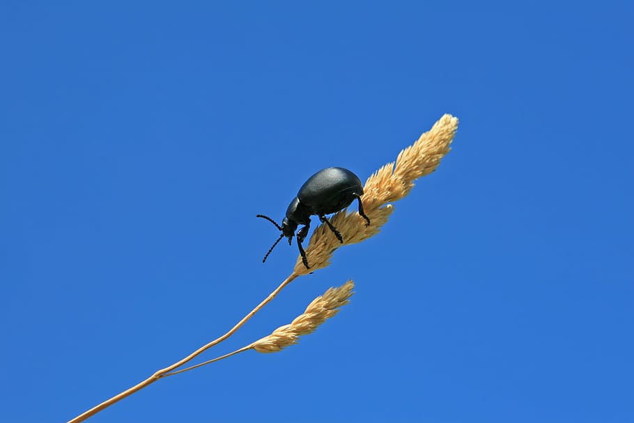 agriculture, animal, arthropod, beautiful, beetle, black, bug HD wallpaper