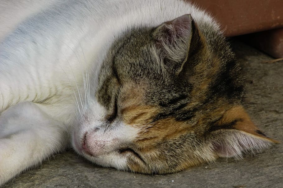 Cat, Cute, Sleep, resting, funny, sleeping, lazy, greece, domestic cat HD wallpaper