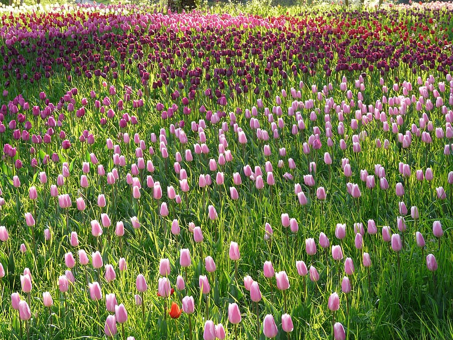 pink and red tulips field at daytime, tulip field, light pink