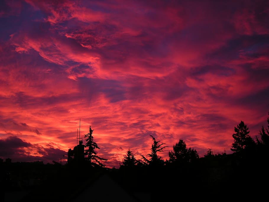 trees under red sky, sunset, landscapes, sunrise, cloud, light HD wallpaper