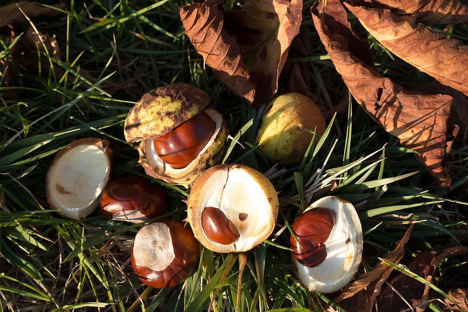 Chestnut, Buckeye, Aesculus, Fruit, globose, pear shaped, capsule HD wallpaper