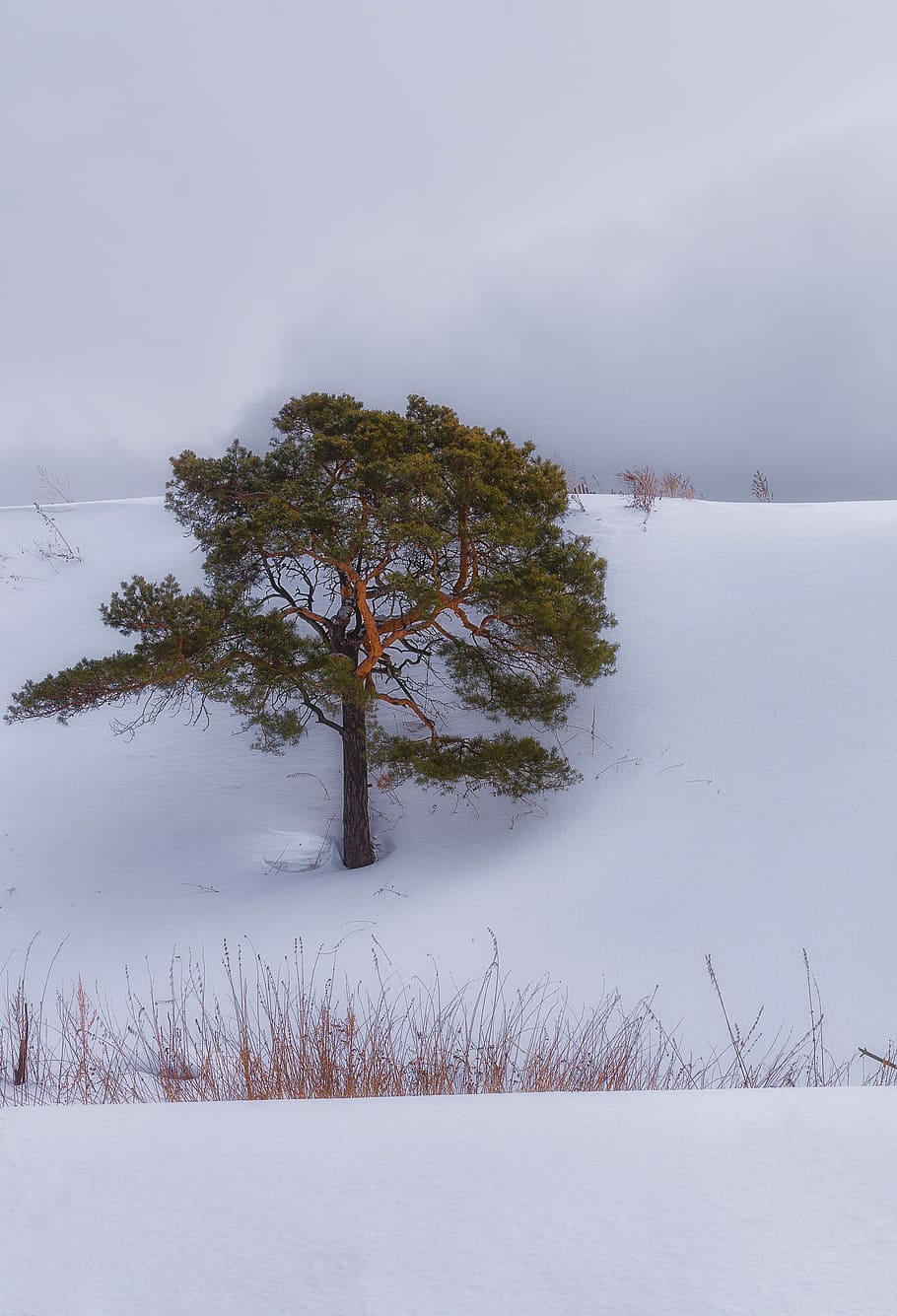 Snow, Pine, Cloud, Winter, Trees, Nature, landscape, cold, snow winter nature HD wallpaper