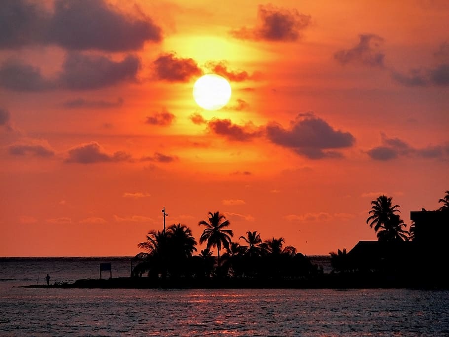 silhouette of trees during sunset, cartagena de indias, caribbean, HD wallpaper