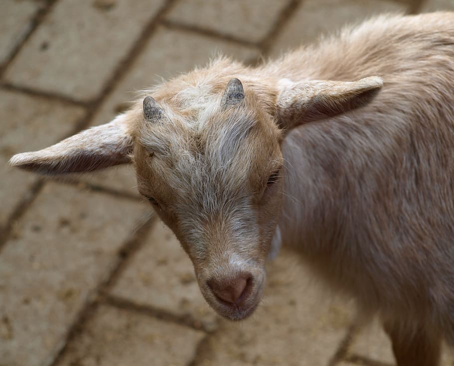 Goat, Horns, Animal, White, Nature, Cute, one animal, livestock HD wallpaper