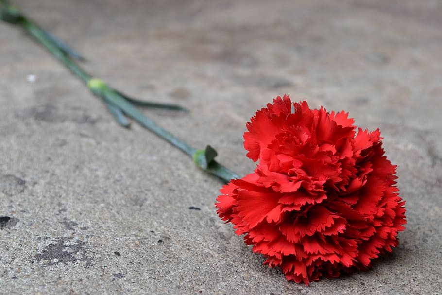 Clove, Flower, Memory, Petals, Beautiful, carnation, green HD wallpaper