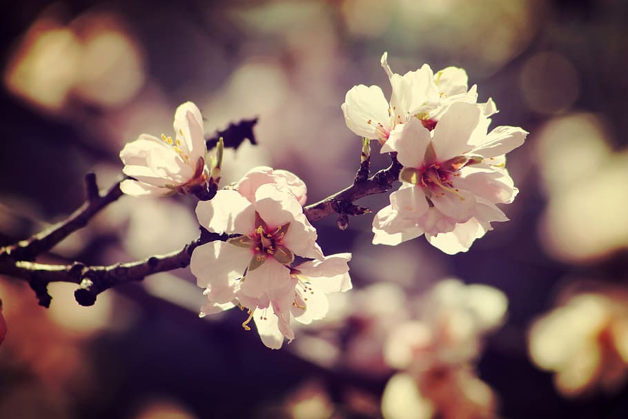 spring, bloom, branch, garden, flowers, nature, pink, romantic HD wallpaper
