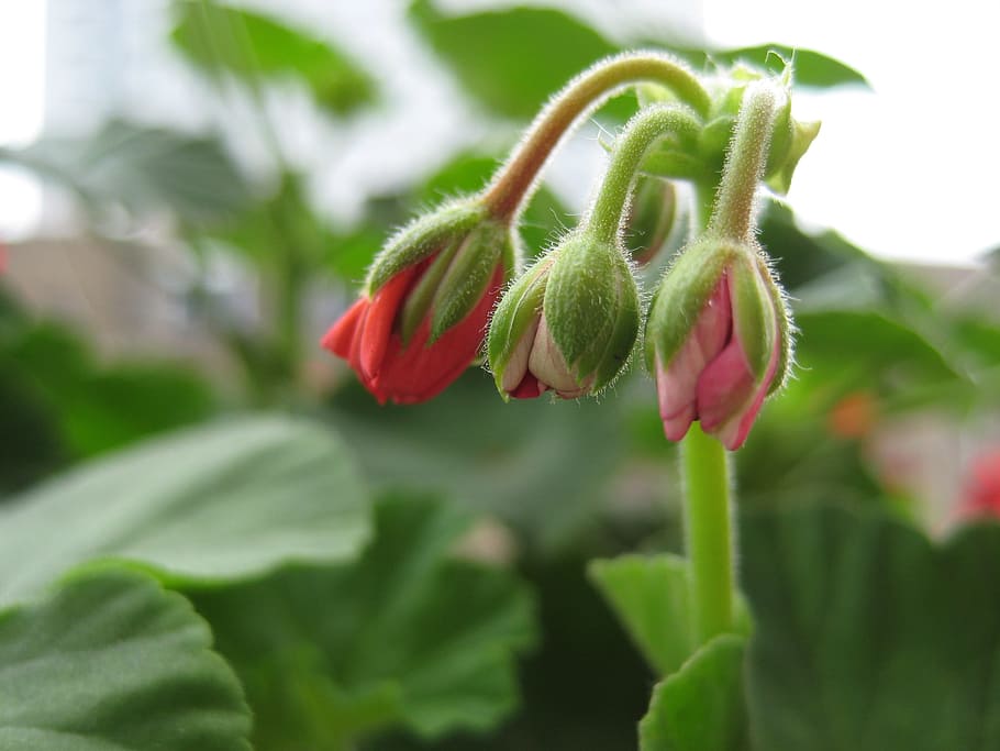 Geranium, Buds, Pink, geranium buds, flowers, plants, garden HD wallpaper
