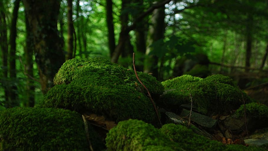 green topiary, forest, trees, foam, vegetation, undergrowth HD wallpaper