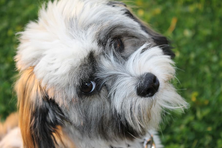 close-up photography of black and white puppy, Dog, Havanese
