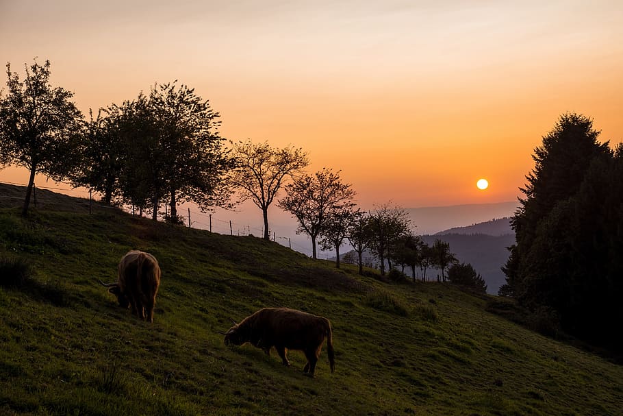 two brown cows on green grass, sunset, pasture, nature, sky HD wallpaper