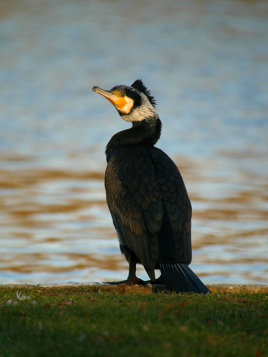 HD wallpaper: great cormorant, birds, waterfowl, vertebrate, animals in ...