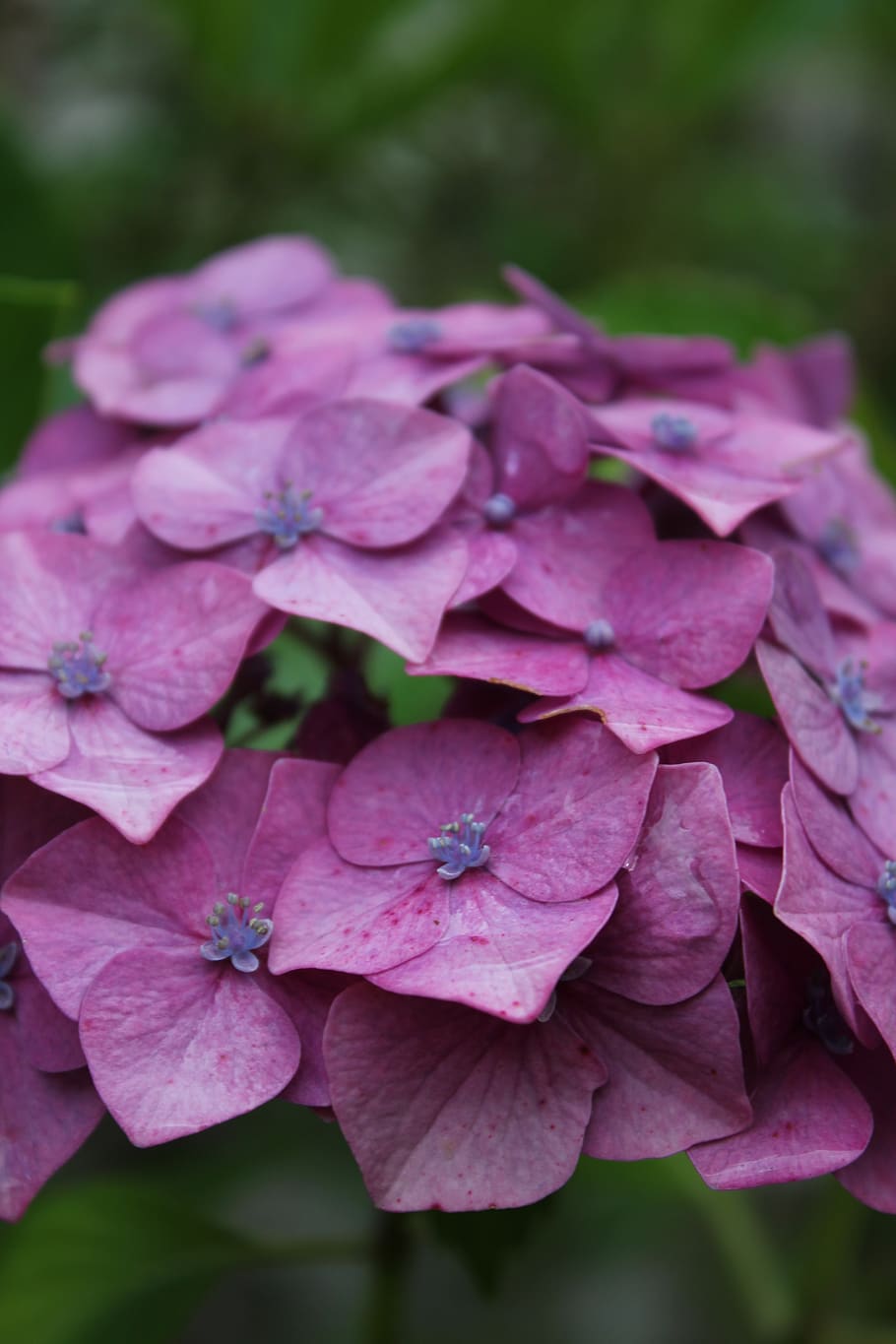 hydrangea, violet, pink, flower, flowering plant, petal, fragility HD wallpaper