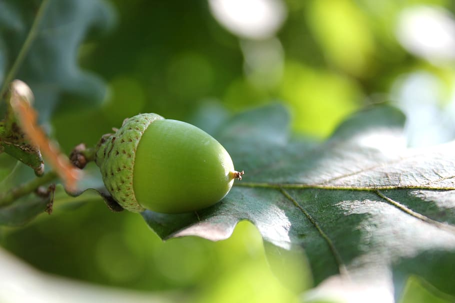 Acorn, Oak, Leaf, Sheet, Summer, oak leaf, green color, day HD wallpaper