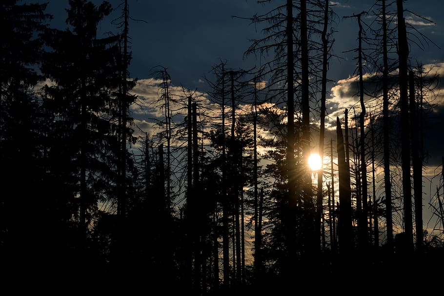 the sun, forest, sky, tree, west, nature, light, park, shadow HD wallpaper