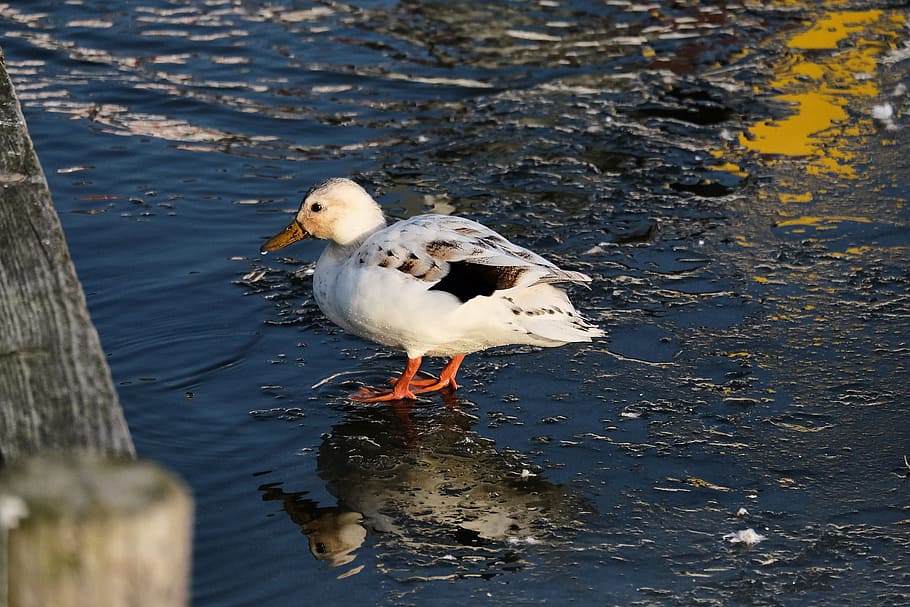 Duck, Winter, Mirroring, Cold, Frozen, fun, frost, bird, ice HD wallpaper