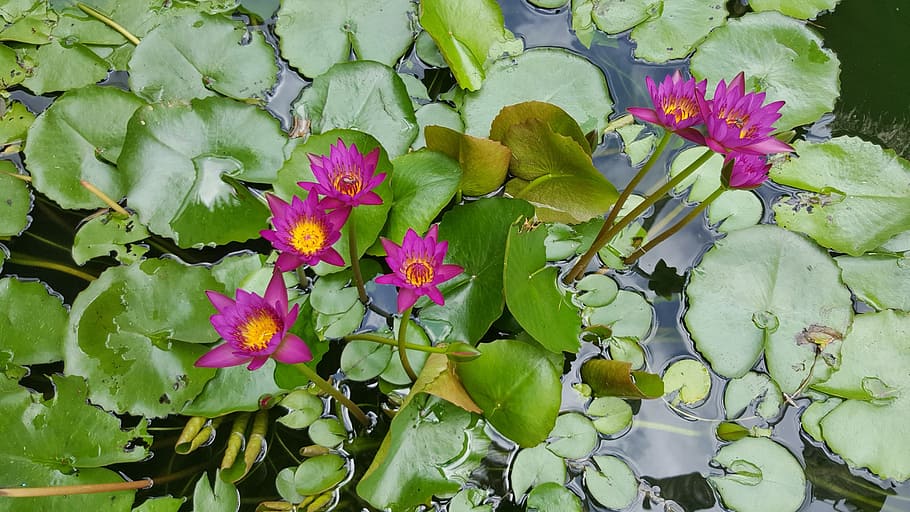 oriental, buddhist, lily, flower, flowering plant, beauty in nature HD wallpaper