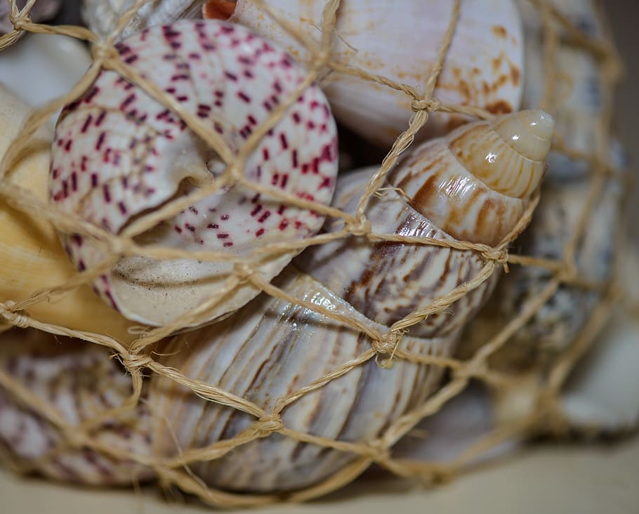 shells, scallops, twine, sea, imprisoned, souvenir, food, basket HD wallpaper