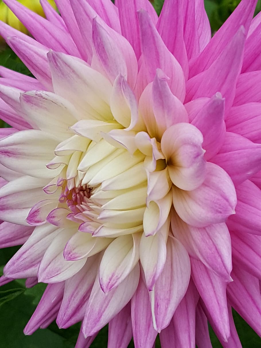 pink, flower, petals, flowering plant, fragility, vulnerability HD wallpaper