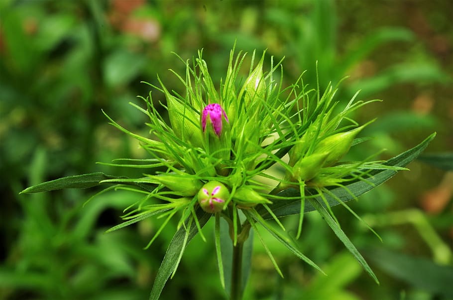 flower, carnation, red carnation, bud, plant, growth, green color HD wallpaper