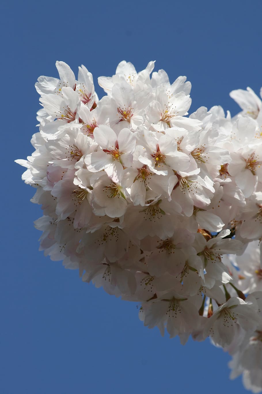 cherry blossom, white flowers, spring, nature, springtime, tree HD wallpaper