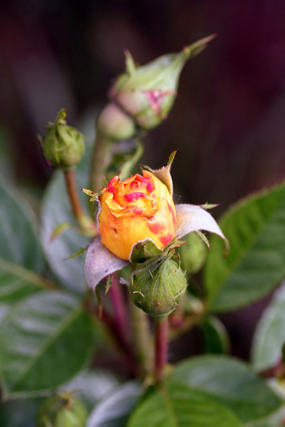 flower, button, pink, yellow, nature, garden, rosebush, flowering plant HD wallpaper