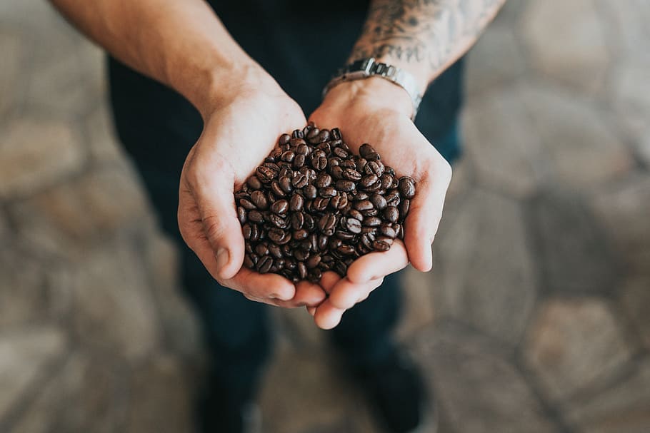 person holding bunch of coffee beans, person holding roast coffee beans, HD wallpaper