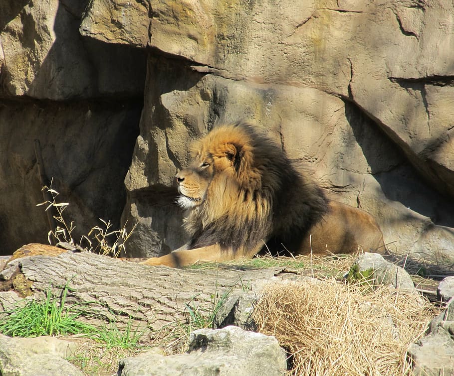 lion, feline, king of the jungle, male, predator, wildlife, HD wallpaper
