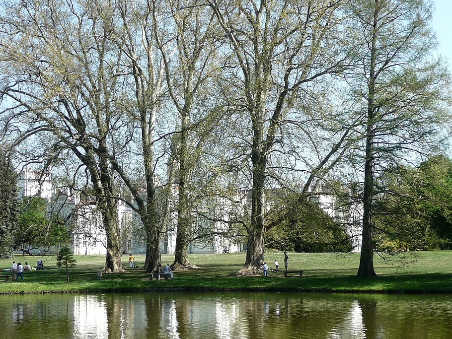 pearl river, reflection, spring, tree, plant, water, tranquility HD wallpaper