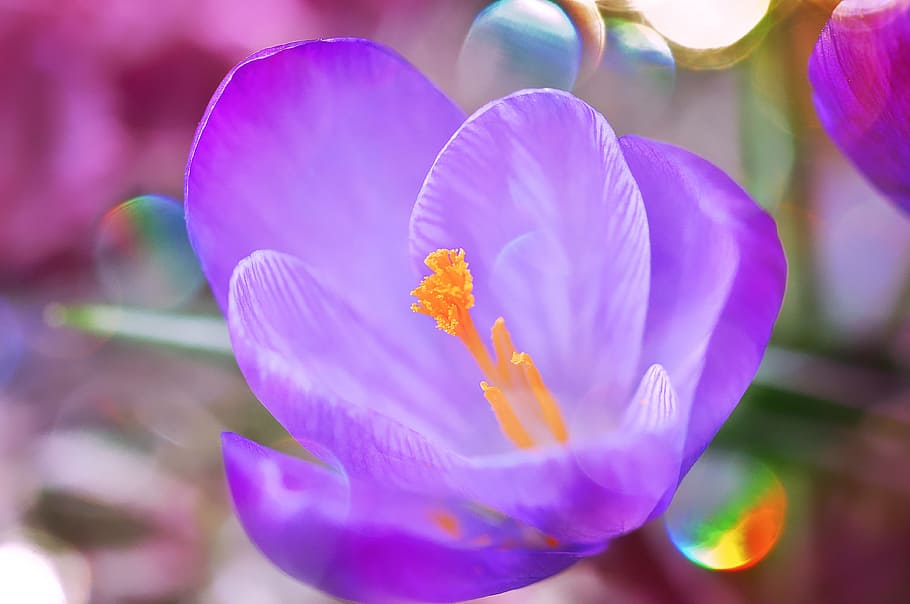 bokeh photography of purple Crocus flower, blossom, bloom, plant HD wallpaper