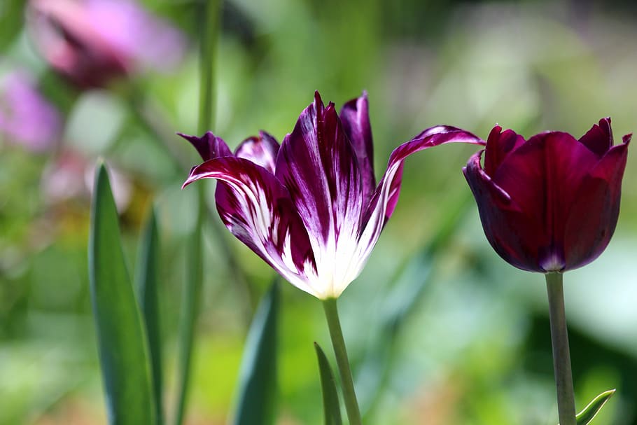tulip, flower, spring, nature, purple, white, bloom, garden HD wallpaper