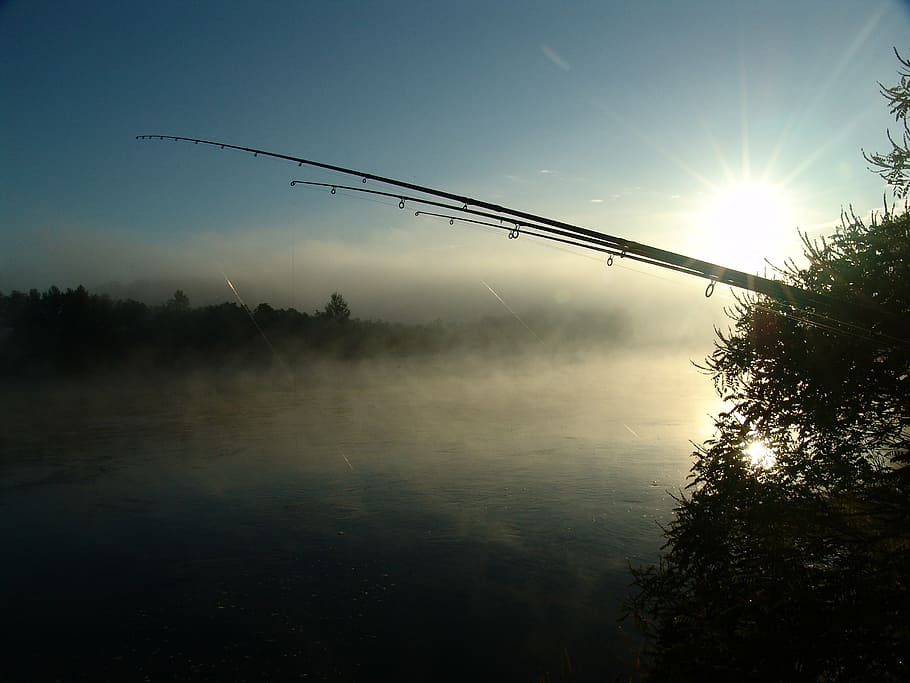 fishing, dawn, island, drava, nature, sky, plant, tree, water