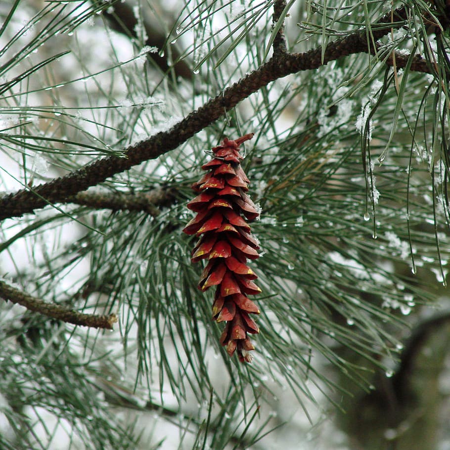 Pinecone, Snow, Winter, Tree, Evergreen, needle, cold temperature HD wallpaper