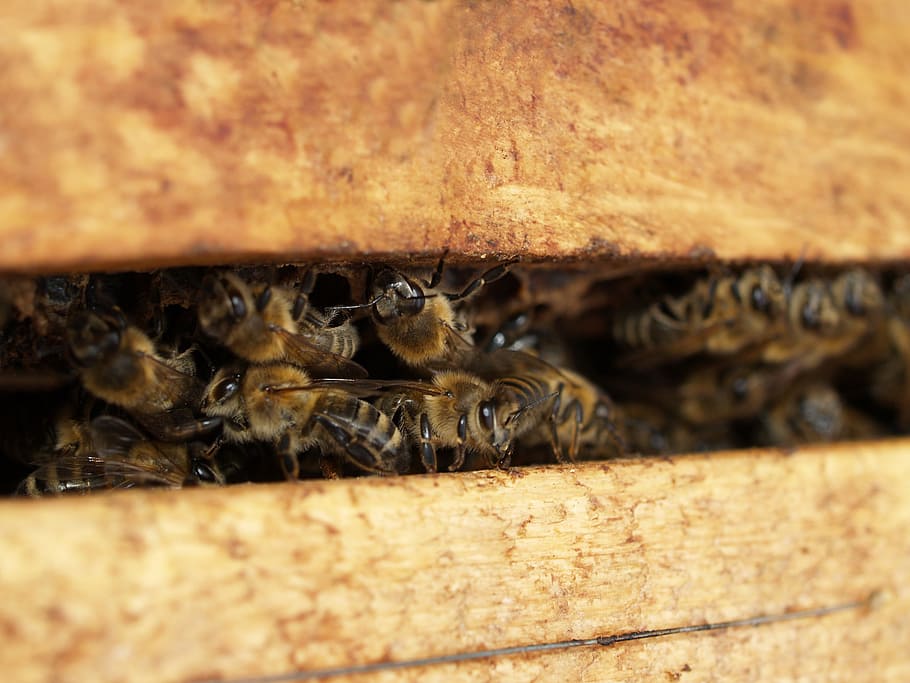 insect, bee, close, nature, honey bee, macro, animal, collect honey HD wallpaper