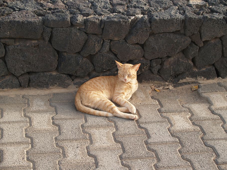 animals, cat, lanzarote, domestic cat, one animal, feline, domestic animals HD wallpaper