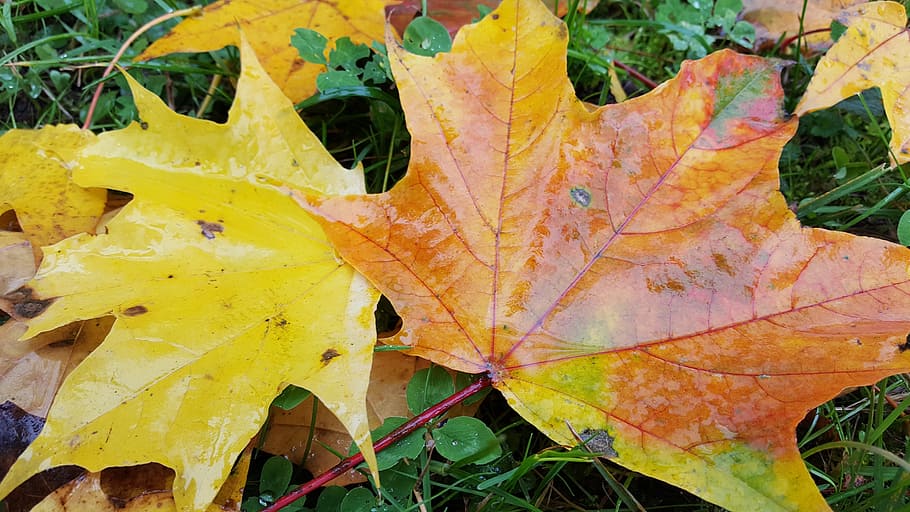 foliage, autumn, grass, maple, yellow, orange, nature, slovakia HD wallpaper