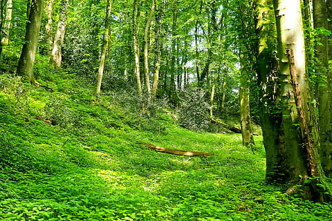 grass field surrounded by trees, forest, landscape, bach, glade HD wallpaper