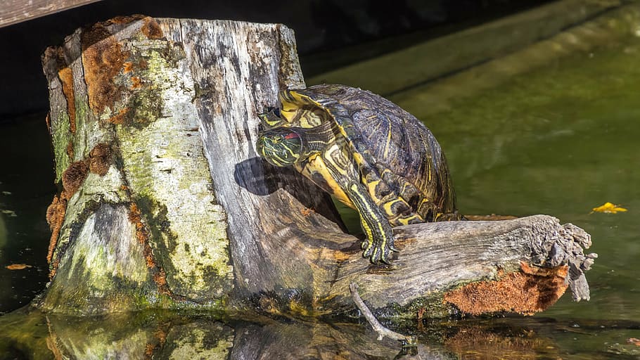 turtle, reptile, water turtle, panzer, pond, water creature HD wallpaper